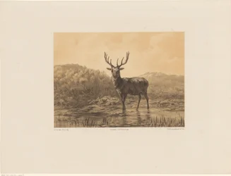 Hert in landschap