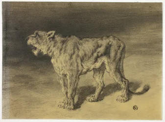Brullende leeuwin