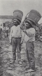 Druivenplukkers aan het werk (zwart-wit foto)