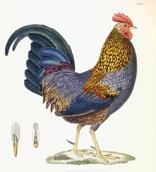 Een Hen, Plaat 232, uit 