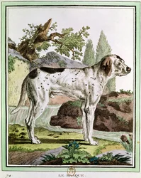 Een Pointer, illustratie uit Histoire Naturelle door Georges Louis Leclerc (1707-88) Graaf van Buffon, 1749-1804