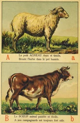 A als Lam en B als Rundvlees