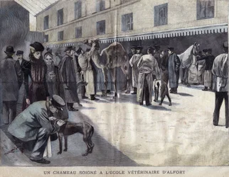 Een kameel wordt behandeld aan de Veterinaire School van Maison-Alfort. Illustratie uit 1899 in 