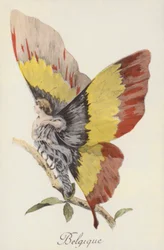 Allegorische afbeelding van België als vlinder (kleurenlitho)