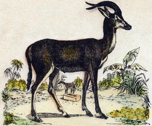 Antilope. Gravure in "Alphabet des animaux sauvages". 9e Serie. Beeld van Epinal, Pellerin, drukker-uitgever, circa 1870. Gravures op hout, gestencild. 16 pagina