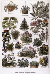 Appartement planten, 02/02/1901 (gravure)