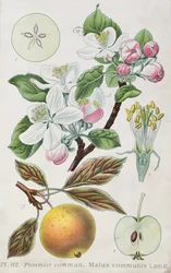 Appelboom (Malus Communis) (gekleurde gravure)
