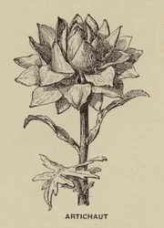 Artisjok