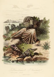 Babylon turrid, Turris babylonia, zeeslak, Raphitoma echinata en kattenschelpen, Plicatula gibbosa