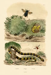 Bungar