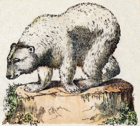 Beer. Gravure in "Alphabet des animaux sauvages". 9e Serie. Beeldmateriaal van Epinal, Pellerin, drukker-uitgever, circa 1870. Houtsneden, gestencild. 16 pagina
