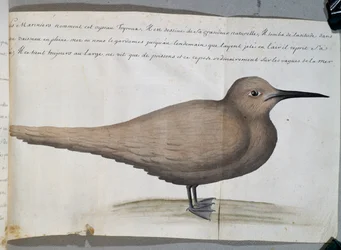 Vogel genaamd Foyroux (Stern), Kaap Frio, Brazilië, aquarel uit logboek van Jacques Gouin de Beauchesne, kapitein van Compagnie royale de la Mer du Sud, van 1698 tot 1701, Frankrijk