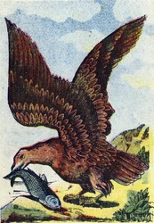Roofvogel. Gravure in "Alphabet des oiseaux”. Beeldvorming van Pont-a-Mousson, Marcel en/of Louis Vagne, Drukker-Uitgever, eind 19e eeuw. 16 pagina