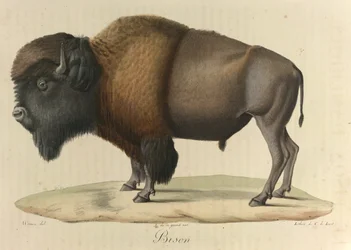Bizon, uit Histoire Naturelle des Mammifères