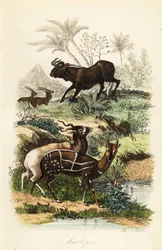 Zwarte gnoe, Connochaetes gnou, ernstig bedreigde addax of schroefhoornantilope, Addax nasomaculatus, en harnasbosbok of kewel, Tragelaphus scriptus