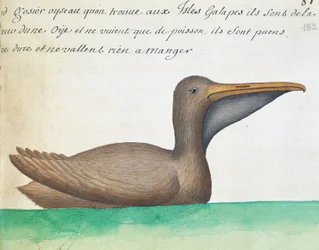 Bruine Pelikaan (Pelecanus occidentalis), Galápagoseilanden, aquarel uit logboek door Jacques Gouin de Beauchesne, kapitein van Compagnie royale de la Mer du Sud, Frankrijk