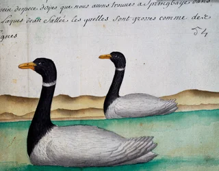 Canadese ganzen, Springbaye, Zoutmerenregio, uit logboek van Jacques Gouin de Beauchesne (1652-1730), kapitein van Compagnie royale de la Mer du Sud, van 1698 tot 1701, Frankrijk