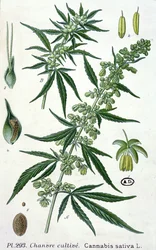 Cannabis sativa, botanische plaat