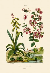 Kaapse Kaapslelie