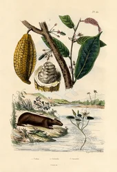 Capibara