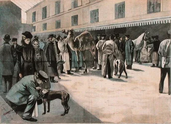 Verzorging van een kameel aan de Ecole Nationale Veterinaire d