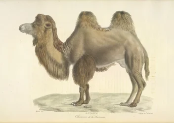 Bactrische kameel, uit Histoire Naturelle des Mammifères