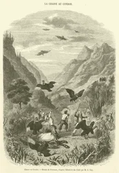 Jacht op de Condor