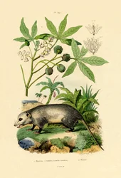 Gewone Opossum
