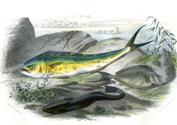 Coryphene Hippurus (coryphene zeebrasem, kameleonvis) - Onder: echeneis remora en de nason licornet - Plaat uit Natuurlijke Historie door Bernard Germain de Lacepede (1856-1925), editie P.Furme, Parijs