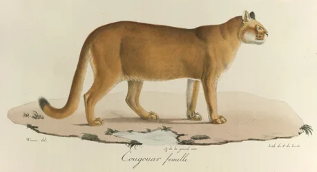 Cougouar femelle, Een vrouwelijke poema