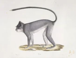 Croo. Een aap, uit Histoire Naturelle des Mammifères (kleur litho)