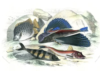Dactyloptere pirapede (Dactylopterus pirapeda) vliegende vis, Chetodon argus (scatophagus argus), centronote piloot (echeneis naucrate), Trigle Lyre (Genicanthus Melanospilos) - Plaat uit Histoire Naturelle door Bernard Germain de Lacepede (1856-1925)
