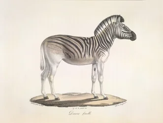 Dauw femelle. De gestreepte quagga, of Burchell