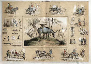Beschrijving van de verschillende producten en toepassingen van de ezel: het dier helpt de molenaar, de reizende muzikant, de ploeger, de circusartiesten. Aan de andere kant wordt ezelinnenmelk gebruikt als schoonheidsproduct, en zijn huid wordt gebruikt v