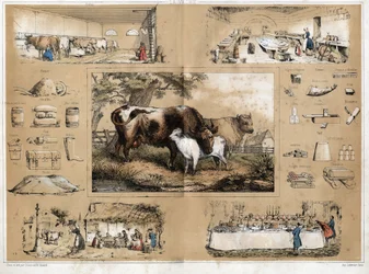Beschrijving van de verschillende producten en toepassingen van de koe: melken en productie van koemelk, zicht op een zuivelfabriek waar kazen worden gemaakt, die vervolgens te vinden zijn op boeren tafels in de dorpen, evenals op die van de wereldbuffette