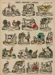 Gedomesticeerde en wilde dieren