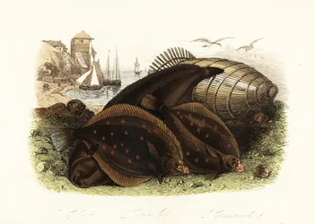 Dover tong, Solea solea, Europese schol, Pleuronectes platessa, en gewone schol, Limanda limanda, op een strand met een visval, vissersboten op de achtergrond