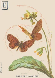 E: Euphrosine (Clossiana euphrosine of Grote zilveren ketting)