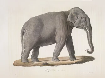 Mannelijke Aziatische olifant, uit Histoire Naturelle des Mammifères