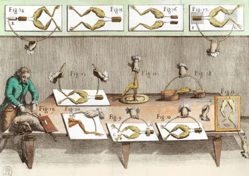 Experiment op kikkers, illustratie uit De viribus electricitatis in motu muscumari (later ingekleurd)