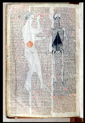 Een man en een skelet, uit een medisch verhandeling door Abul Qasim Khalaf ibn al-Abbas al-Zahrawi (Abulcasis) (936-1013) vertaald door Gerard de Cremone (1114-87)