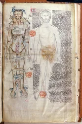 F.116v De relatie tussen het menselijk lichaam en de tekens van de dierenriem, uit een medisch verhandeling door Abul Qasim Khalaf ibn al-Abbas al-Zahrawi (Abulcasis) (936-1013) vertaald door Gerard de Cremone