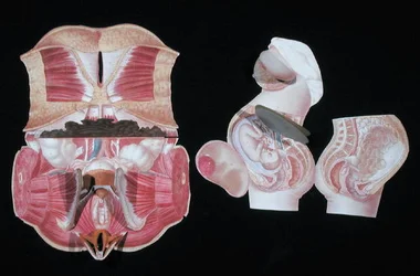 Vrouwelijk anatomisch figuur, uit 
