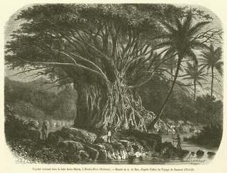 Kolossale vijgenboom in de Anna-Maria baai, Nouka-Hiva, Oceanië