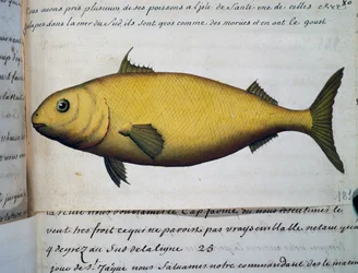 Vis zo groot als kabeljauw, Isle De La Sante, uit logboek van Jacques Gouin de Beauchesne (1652-1730), kapitein van Compagnie royale de la Mer du Sud, van 1698 tot 1701, Frankrijk