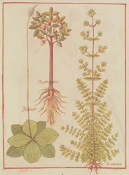 Fr 12322 f.180v Weegbree, marjolein en alruin, uit Livre des Simples Medecines, ca. 1520-30