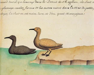 Ganzen, Straat van Magellaan, aquarel uit logboek van Jacques Gouin de Beauchesne