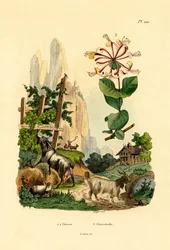 Geiten