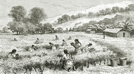 Oogst van Coca, Peru, illustratie uit Le Tour du Monde magazine, 1877