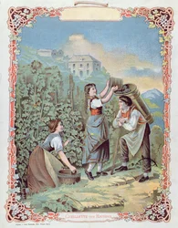 Druiven oogsten, uit een kalender, c.1880